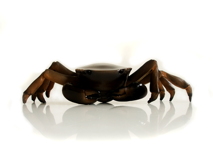 mechanical crab